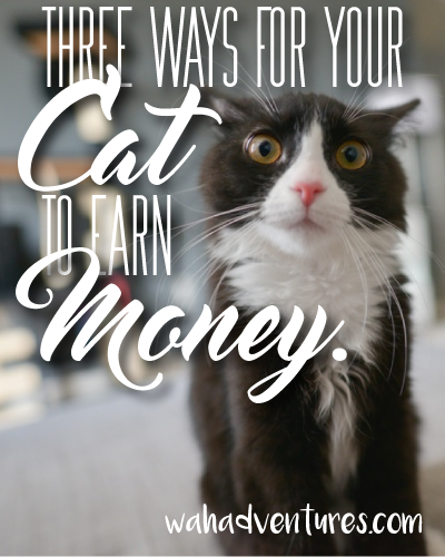 3+ Ways Your Cat Can Earn Money Too