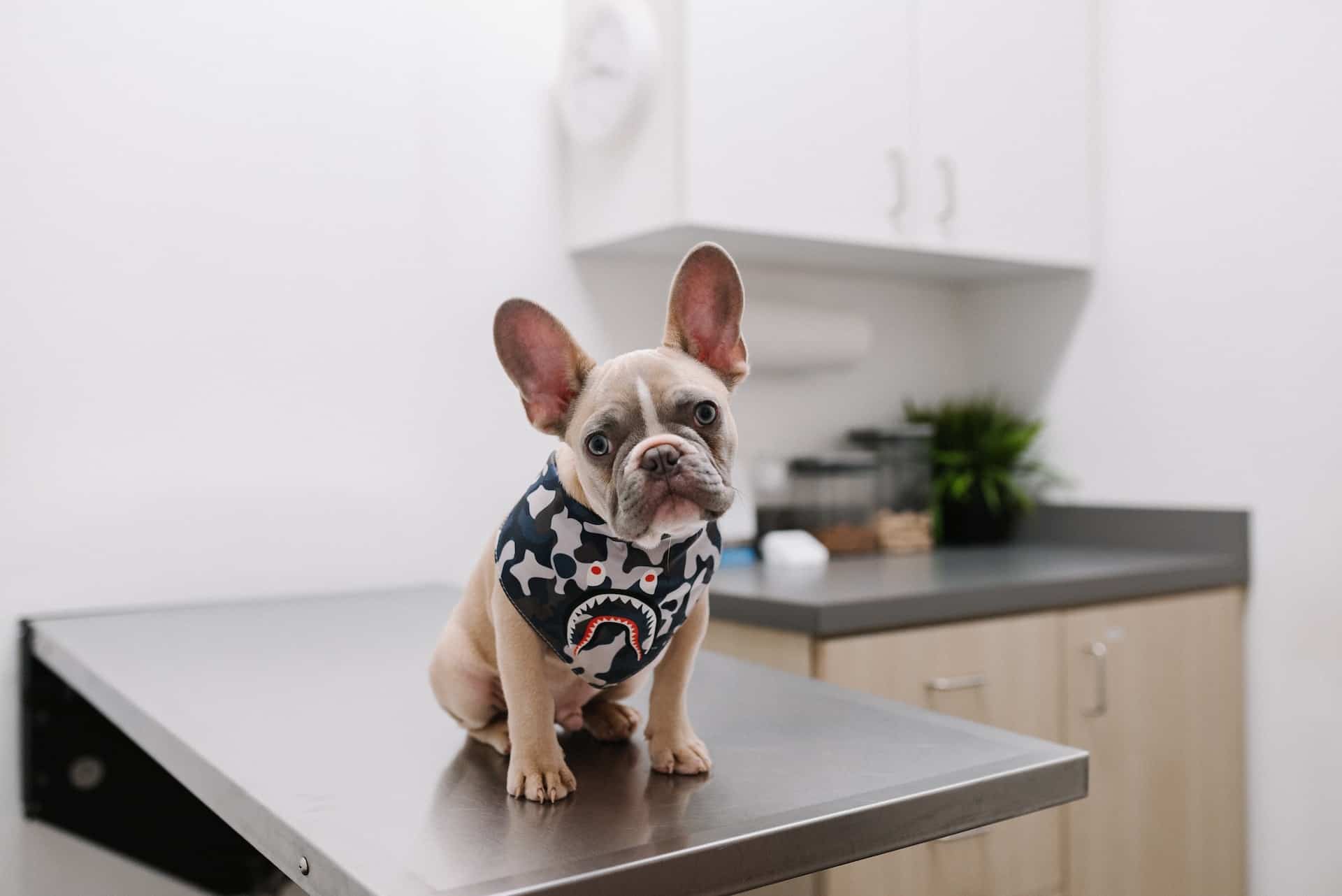 40 Cheap Or Free Vet Care And Where To Find Them Near Me 