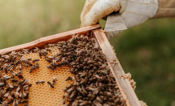 The Art and Science of Beekeeping: Honey, Propolis, and More Ways to Earn