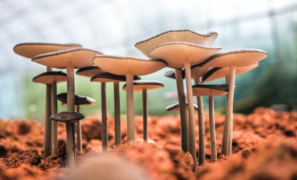 Growing and Selling Exotic Mushrooms: Turning Fungi into Fortune