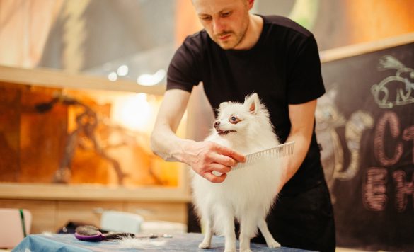 Making Money with a Mobile Pet Grooming Service