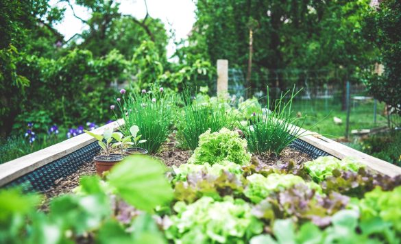 Tips to Save Money with Your Own Vegetable Garden