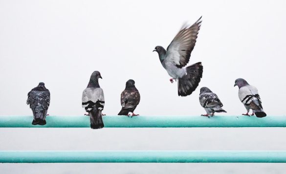 The Profit in Pigeons: An Inside Look at Pigeon Racing as a Money-Making Venture