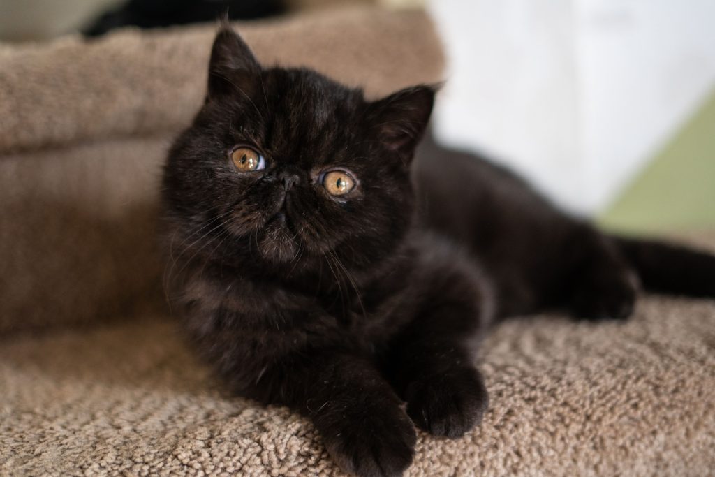 A portrait of a beautiful black cat