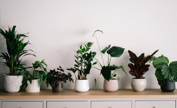 9 Ways Indoor Plants Enhance Productivity for Remote Workers