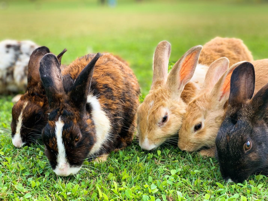 A group of domestic rabbits