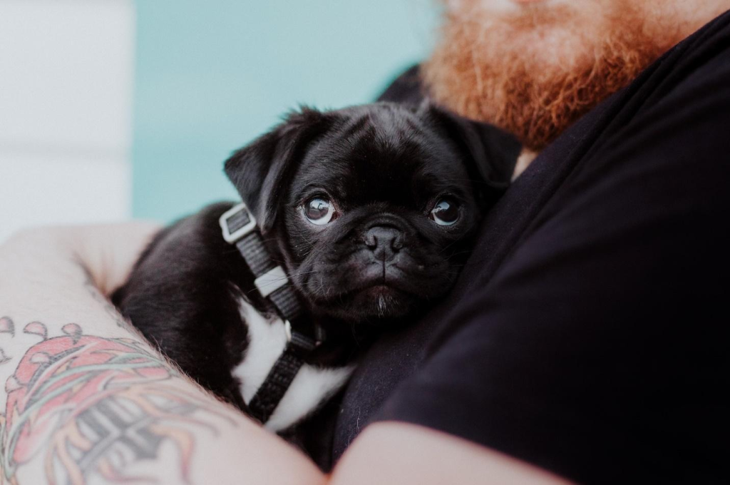 A person holding a pet dog