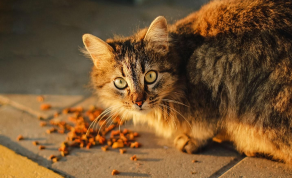 15 Best Budget Cat Foods For Your Fluffy Friend